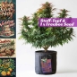 Preview: Grow Stofftopf Living Soil organic